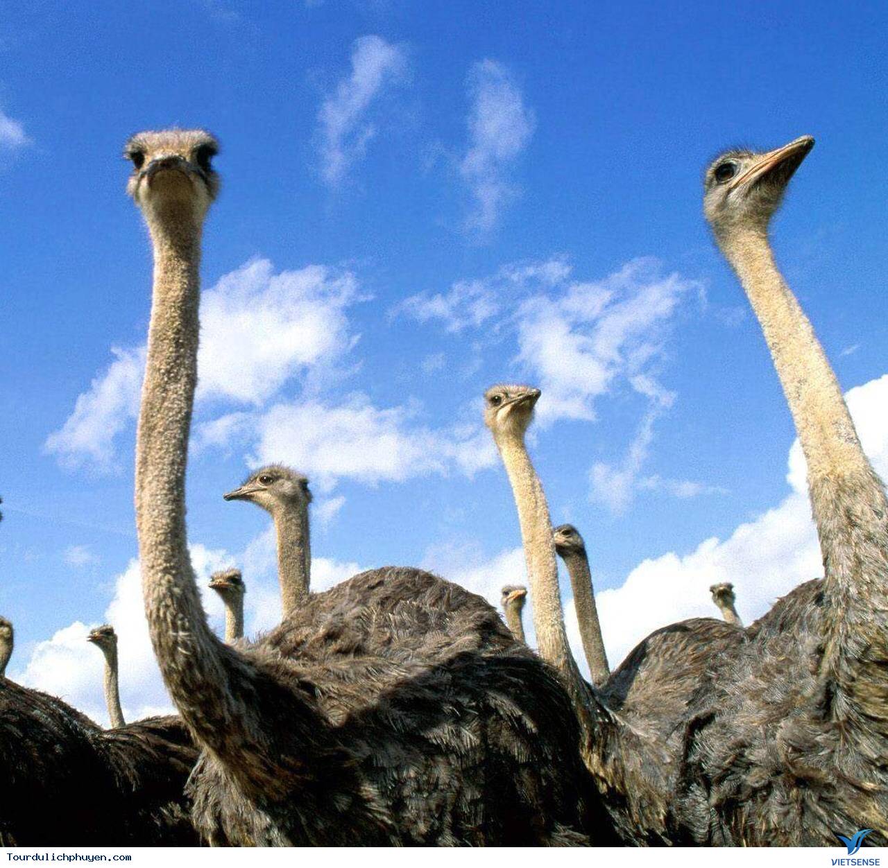 Safari Park - Điểm Đến Mới Cho Chuyến Đi Khám Phá Quy Nhơn - Ảnh 4