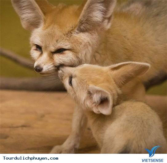 Safari Park - Điểm Đến Mới Cho Chuyến Đi Khám Phá Quy Nhơn - Ảnh 8