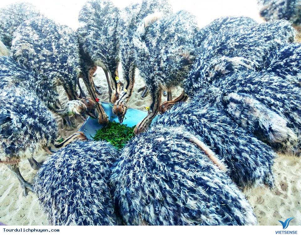 Safari Park - Điểm Đến Mới Cho Chuyến Đi Khám Phá Quy Nhơn - Ảnh 7