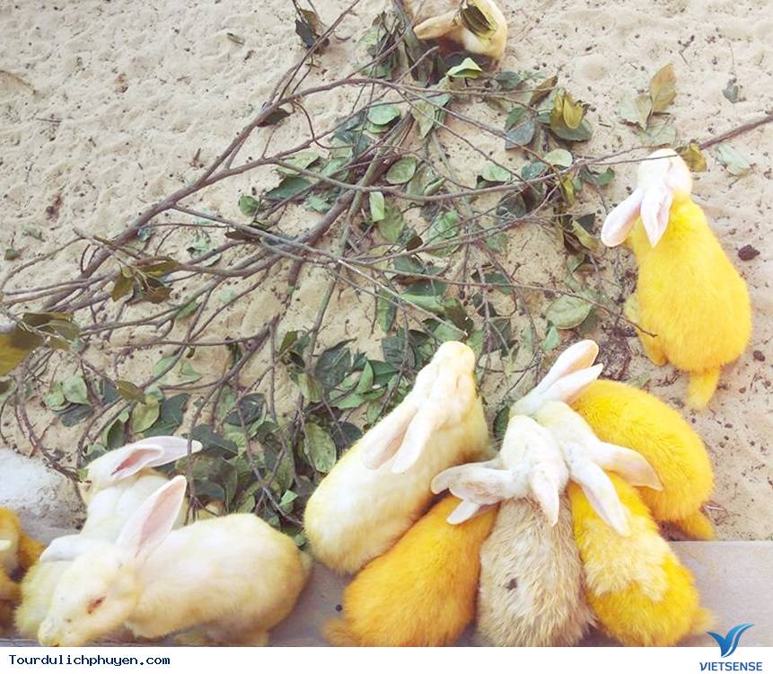 Safari Park - Điểm Đến Mới Cho Chuyến Đi Khám Phá Quy Nhơn - Ảnh 5