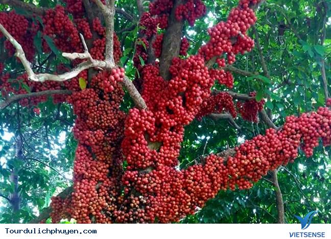 Tháng 5 về với Vân Hòa Phú Yên - Ảnh 3 Tháng 5 về với Vân Hòa Phú Yên - Ảnh 3