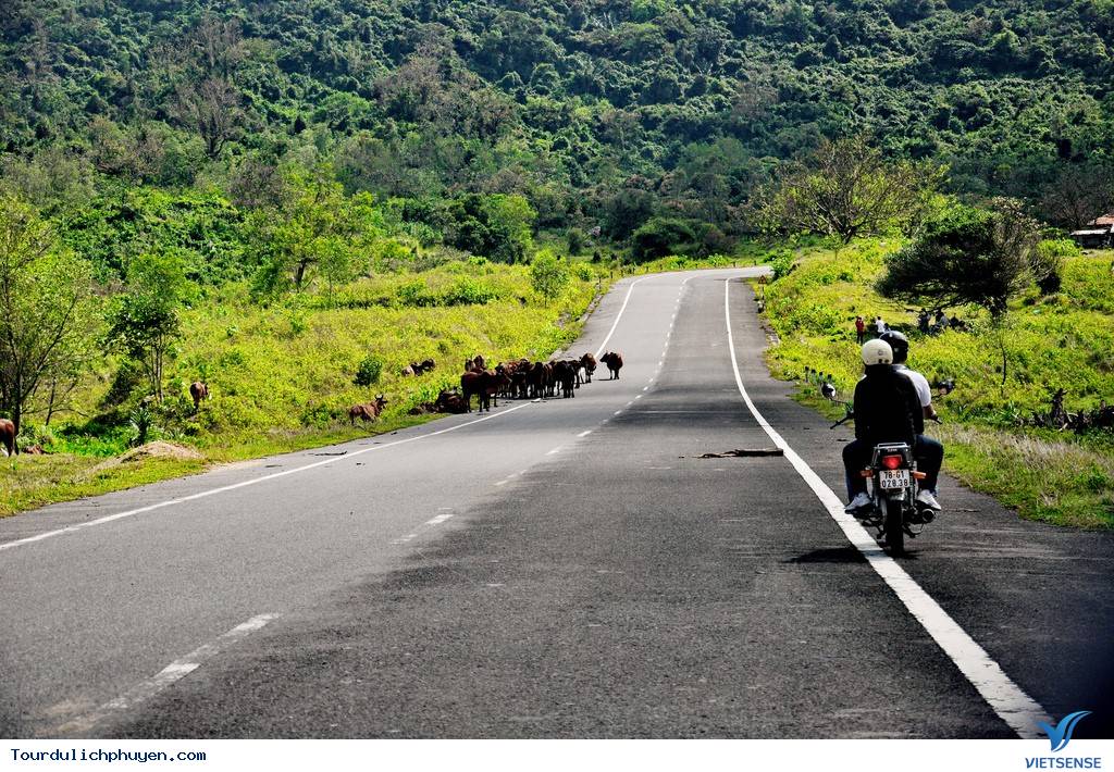 Trải Nghiệm Du Lịch Phú Yên Chưa Bao Giờ Dễ Dàng Như Thế
