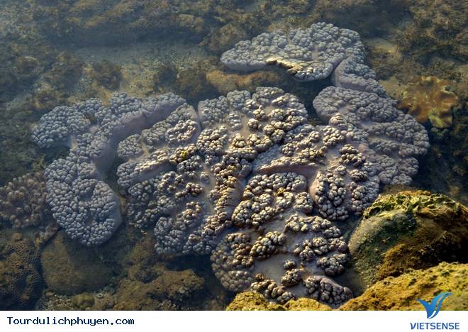 Vẻ Đẹp Dung Dị Vùng Biển Hòn Yến Phú Yên - Ảnh 2